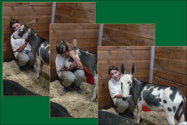 Click on photo of miniature donkey for sale to enlarge