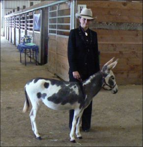 Click photo to enlarge image of miniature donkey for sale
