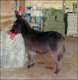 Felina after her 'big-girl' hair cut.......she was 32" FRI & she turned 7 mos old that day.