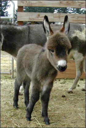 Rosa-Lea at one week of age