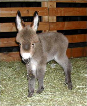 Rosa-Lea at one week of age