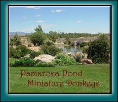 Pamaros Pond Miniature  Donkeys